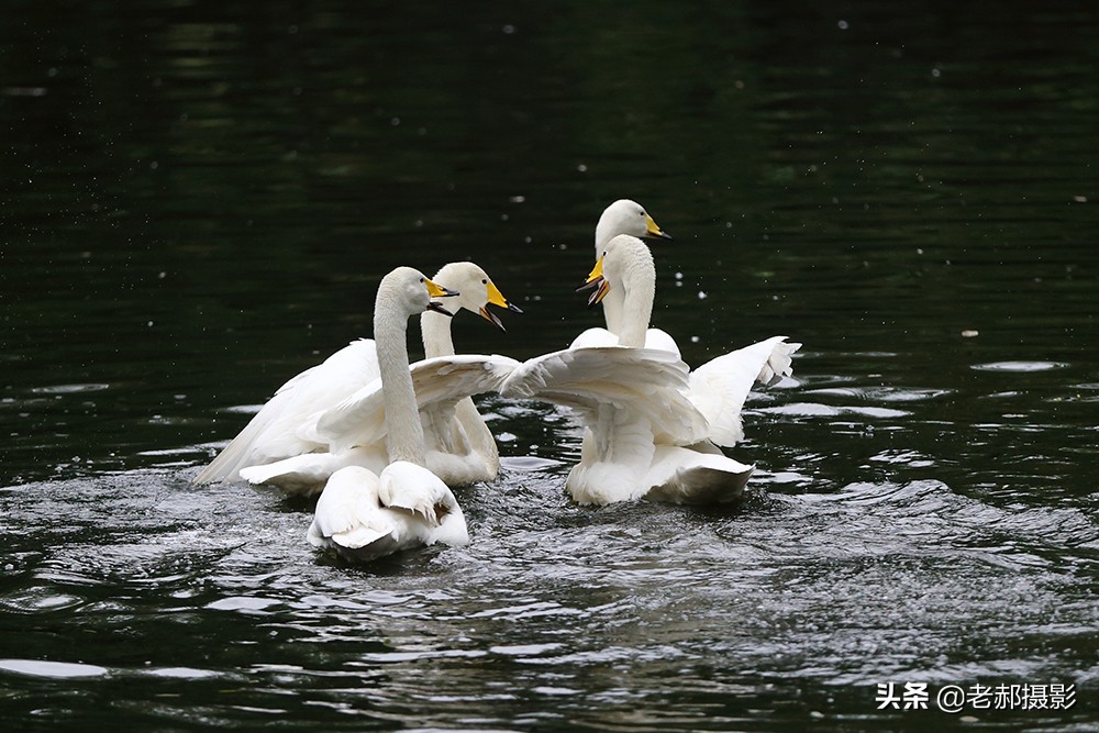 四小天鹅完整版歌曲,四只小天鹅歌舞