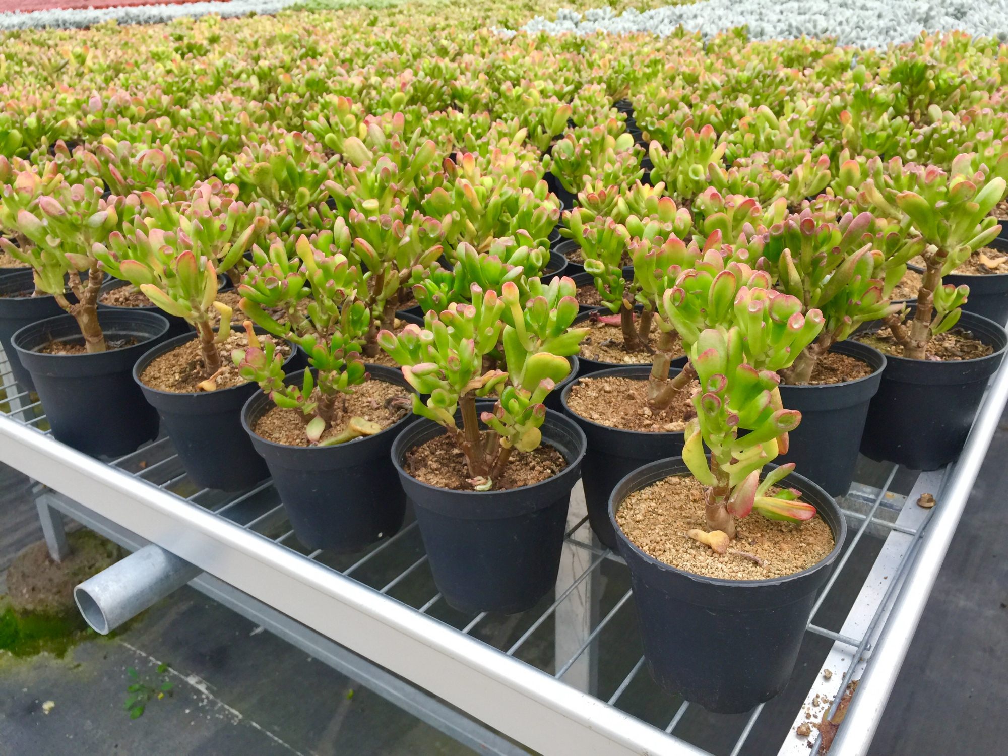 皮实好养又好看的多肉有哪些,皮实好度夏的多肉种类