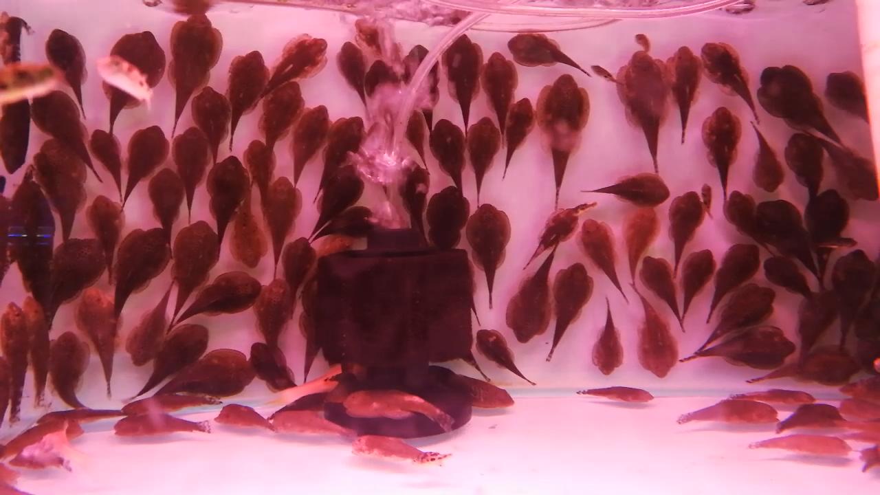 热带观赏鱼批发从哪里进货最便宜,热带鱼观赏鱼在哪买便宜