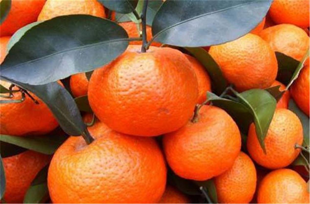 砂糖橘怎么挑好吃,四会砂糖橘怎么挑选好吃