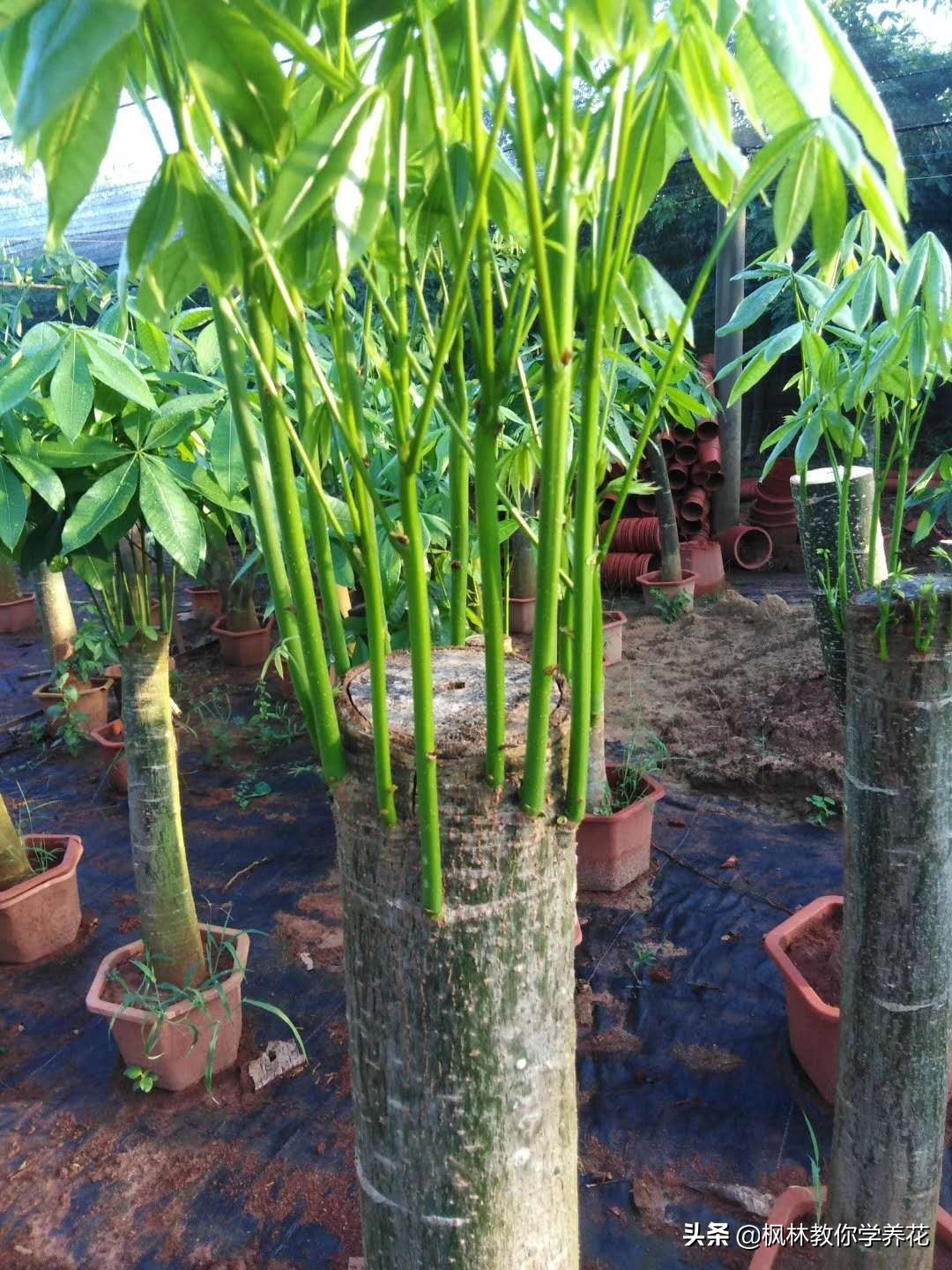 发财树怎样管理长得快,发财树的管理方法和注意事项