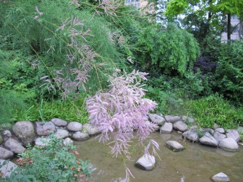 每日一树柽柳,每日一本草泽泻