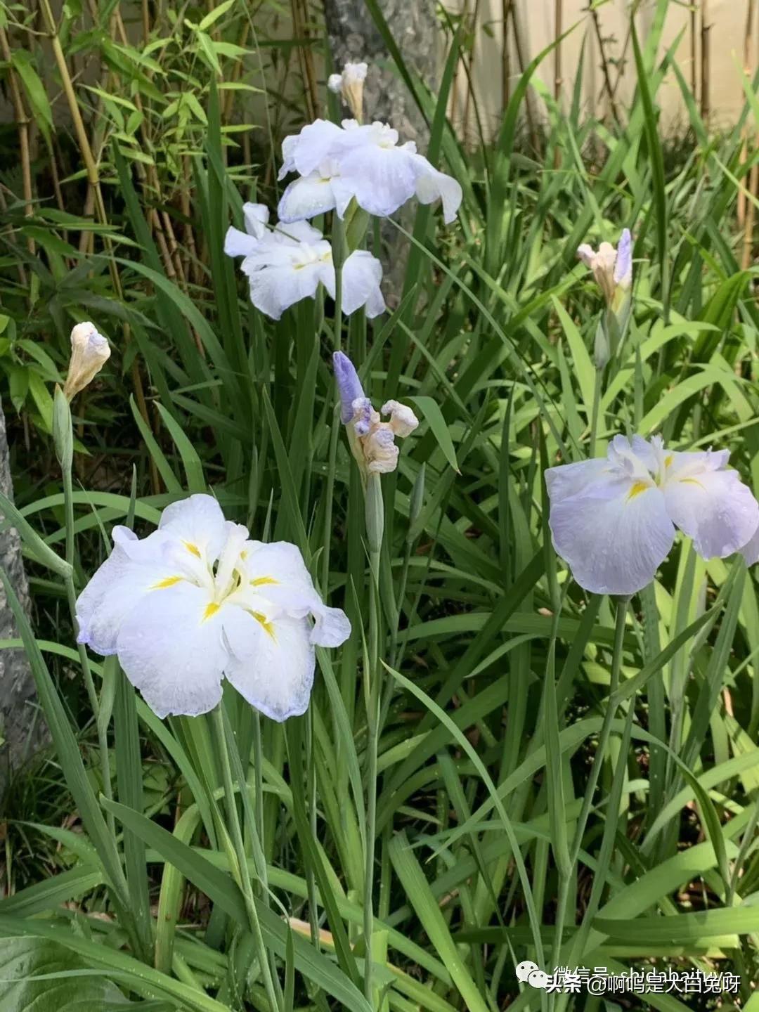 苏州一日游团队攻略,200元苏州一日游