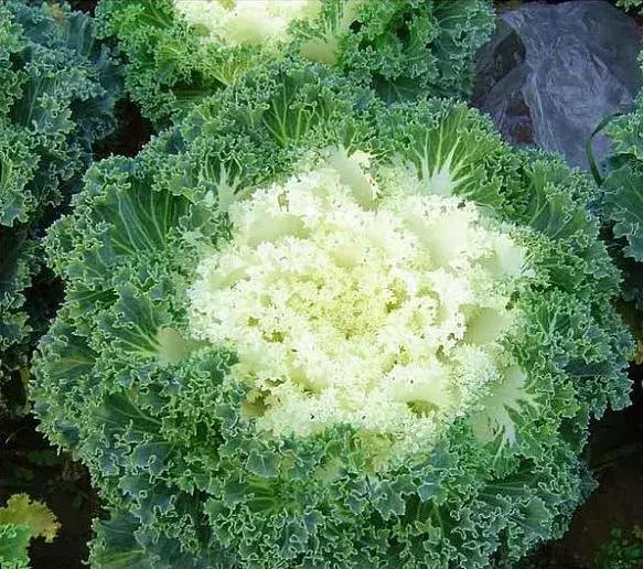 绿色像菜一样的花,像菜一样的花