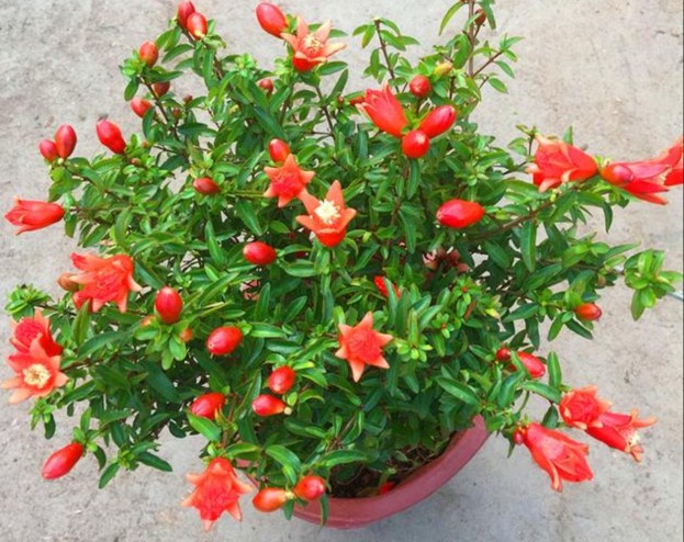 网上购买石榴树怎么种植,网购的石榴树第二年怎么修剪