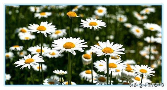 花园必备植物大全,花园常用植物科普