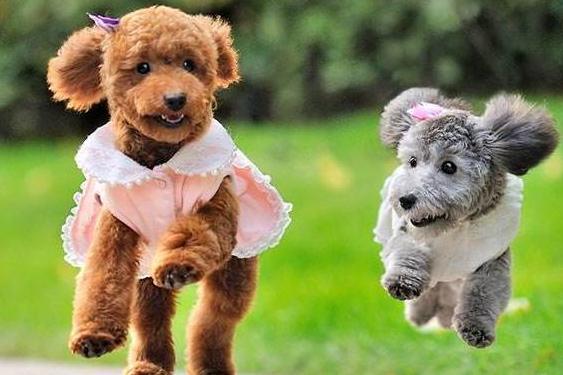 比熊和泰迪最大的区别在哪里,养比熊和泰迪的区别是什么呢图片