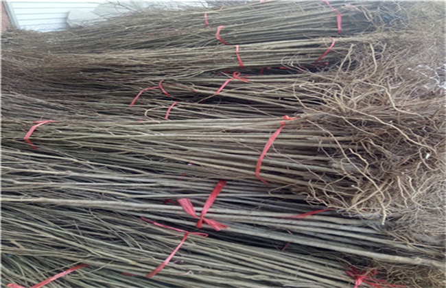 花石榴树的繁殖方法,石榴树压条繁殖时间