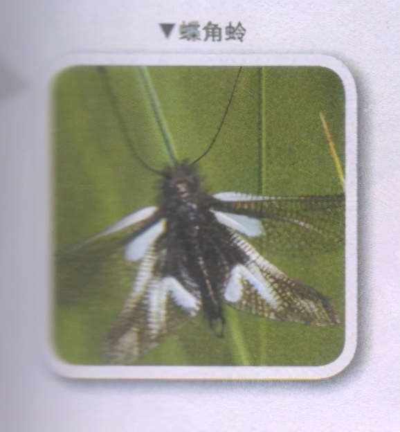 昆虫样子特点,昆虫视觉是什么样的