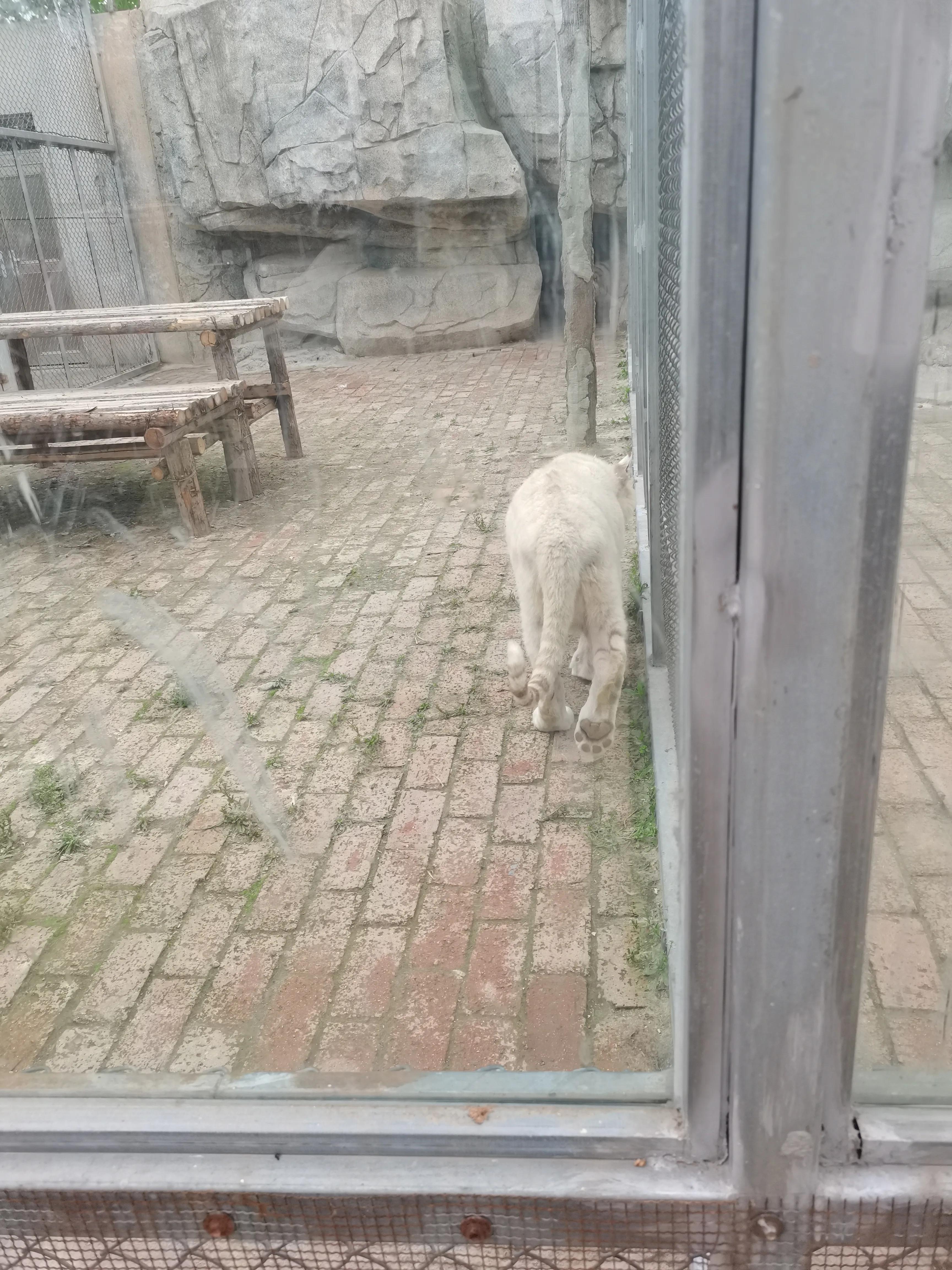 宿州火车站到宿州野生动物园,济南野生动物园和宿州野生动物园