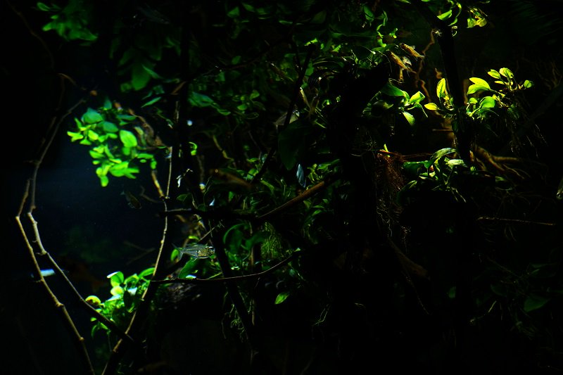 南美水族论坛推荐,南美水草造景论坛