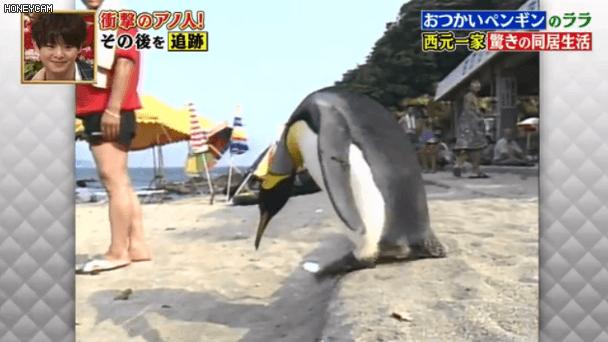 去世的企鹅复活,死去的企鹅