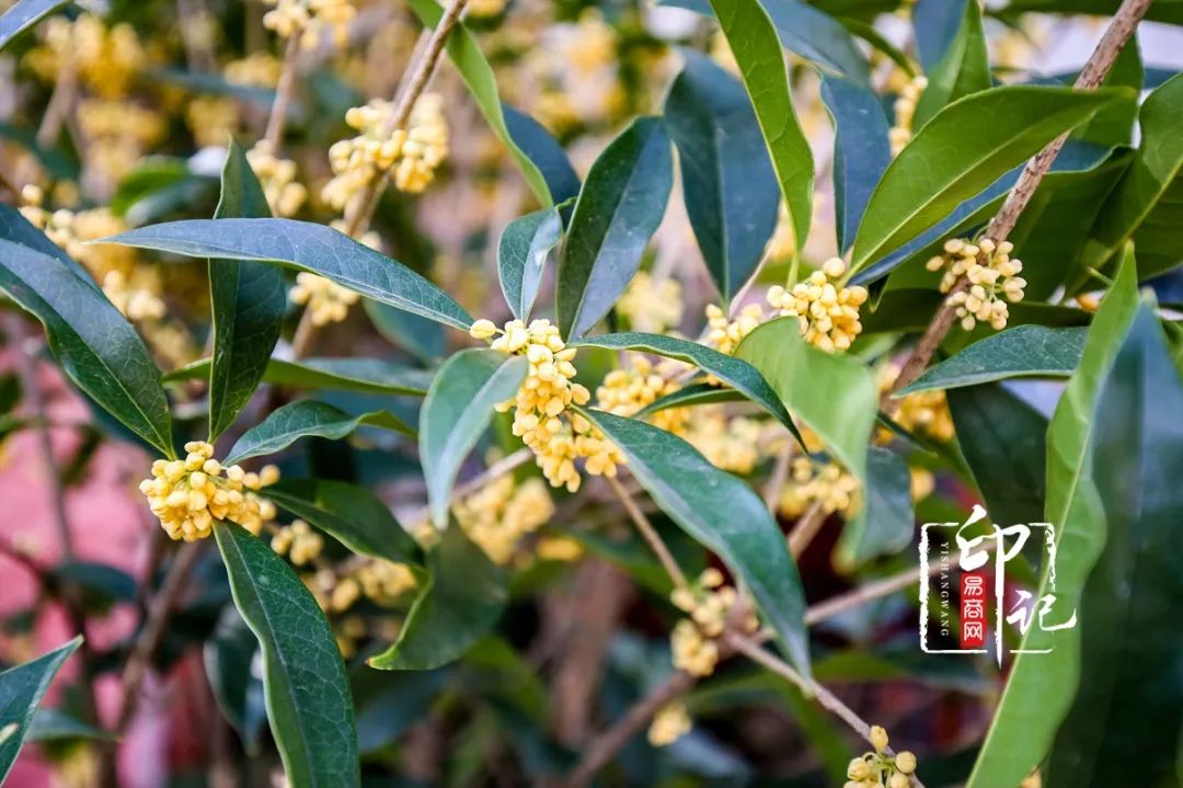 商丘道北花鸟批发市场,商丘花鸟宠物市场