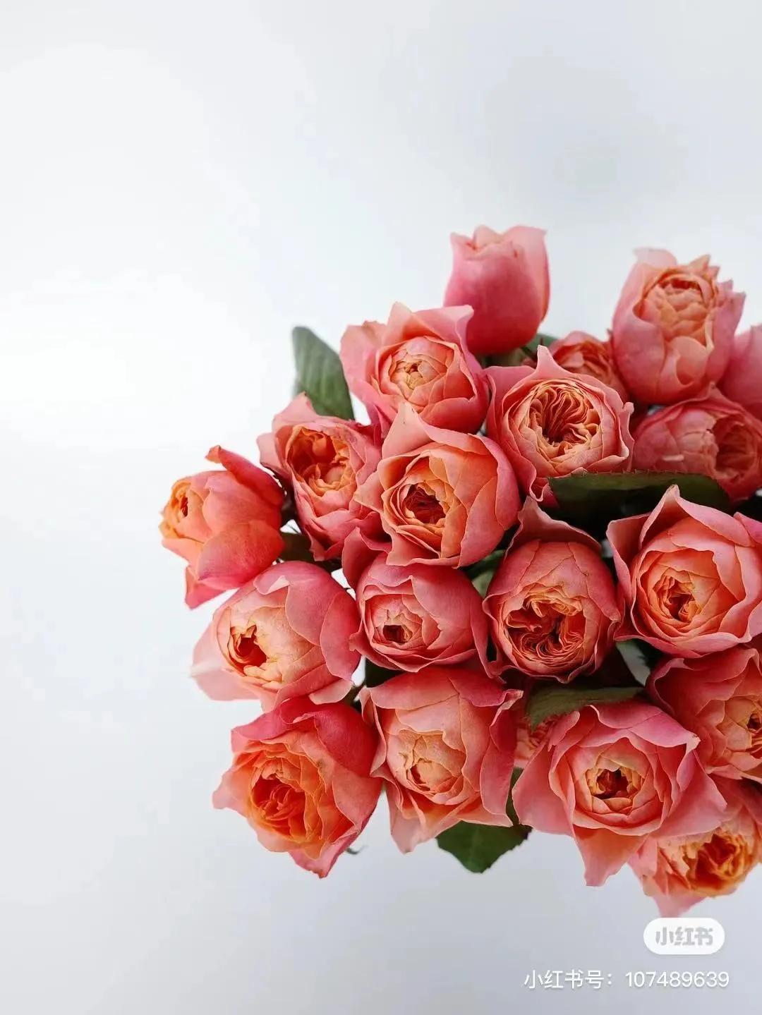 获得worldrose的12款月季品种,露台月季品种推荐