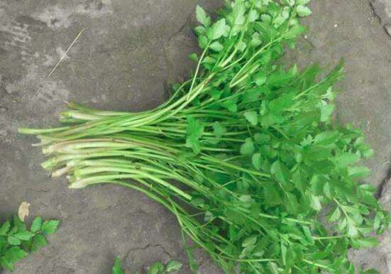 吃哪种蔬菜可以补充所有的营养,补充营养的蔬菜