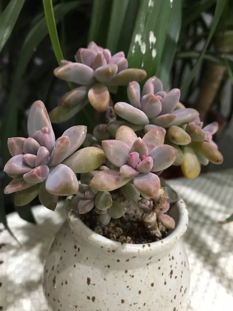 多肉名字怎么记,养多肉人的名字