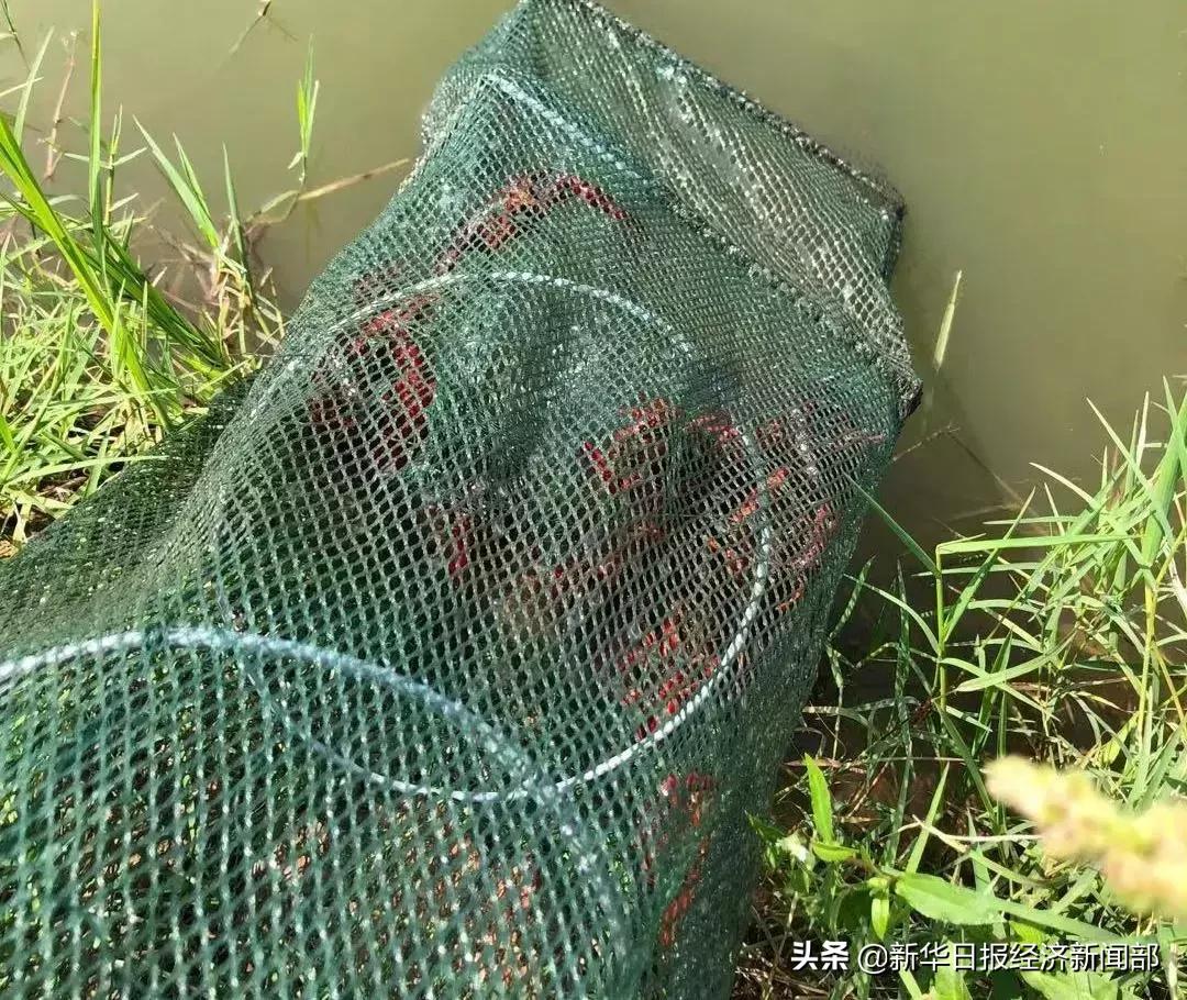 最新养殖小龙虾价格走势,小龙虾养殖及价格行情