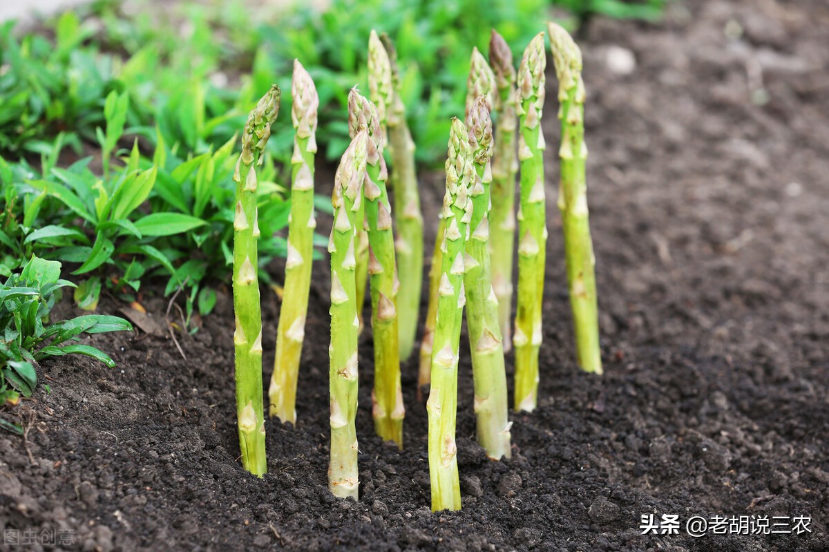 芦笋见大蒜，迟早必落难，芦笋见香菜，神气又豪迈。是啥意思？