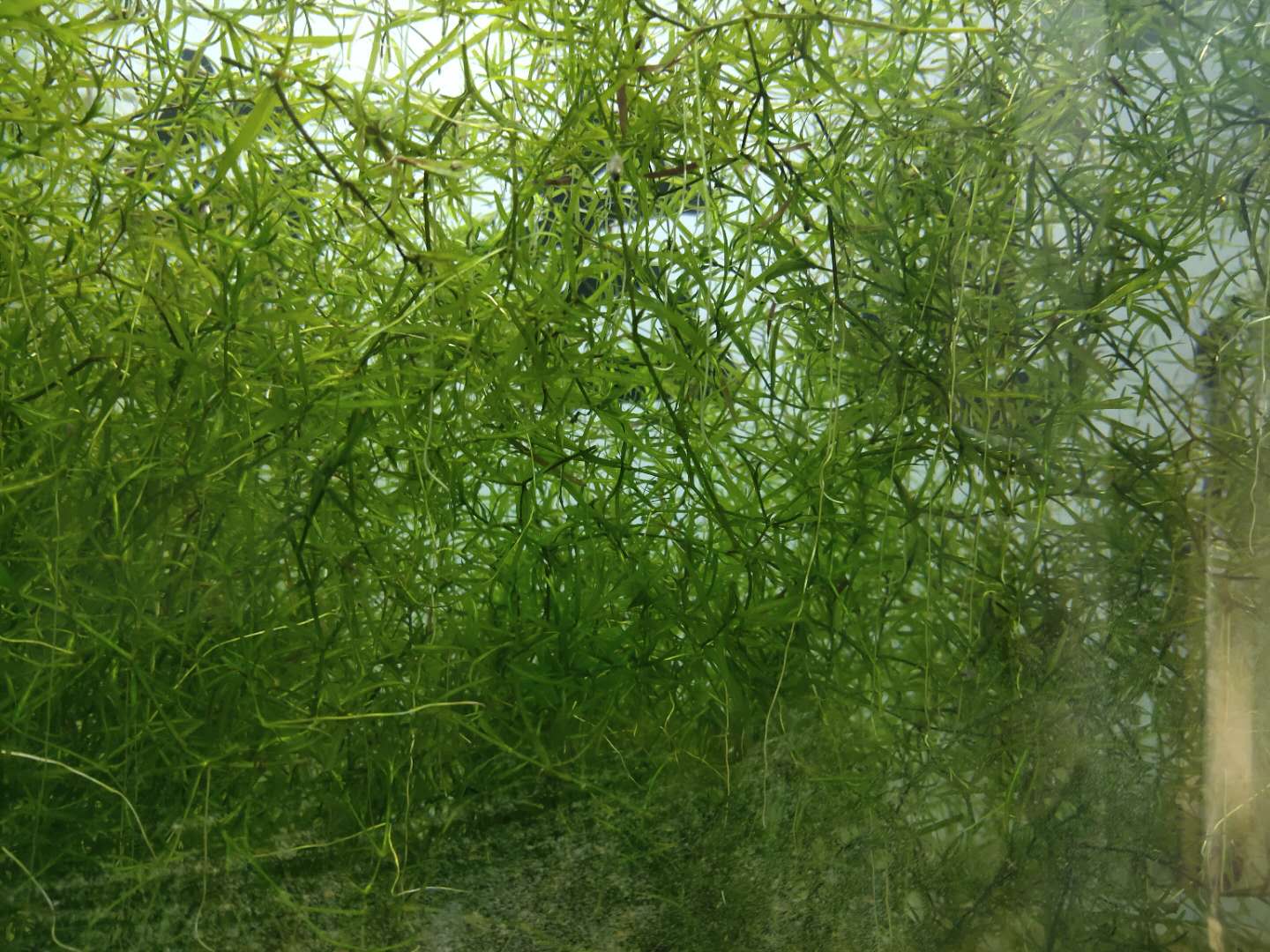 水草缸水草为什么发黄,为什么水草缸的水草发黑