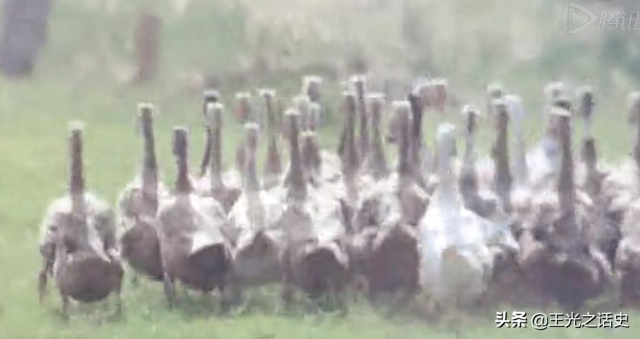 长大才看懂三毛从军记,三毛从军记至今都让人捧腹大笑