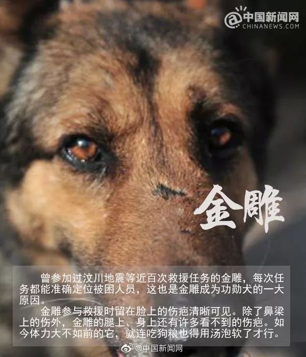汶川地震狗救了32条人命,汶川地震狗狗救人21人