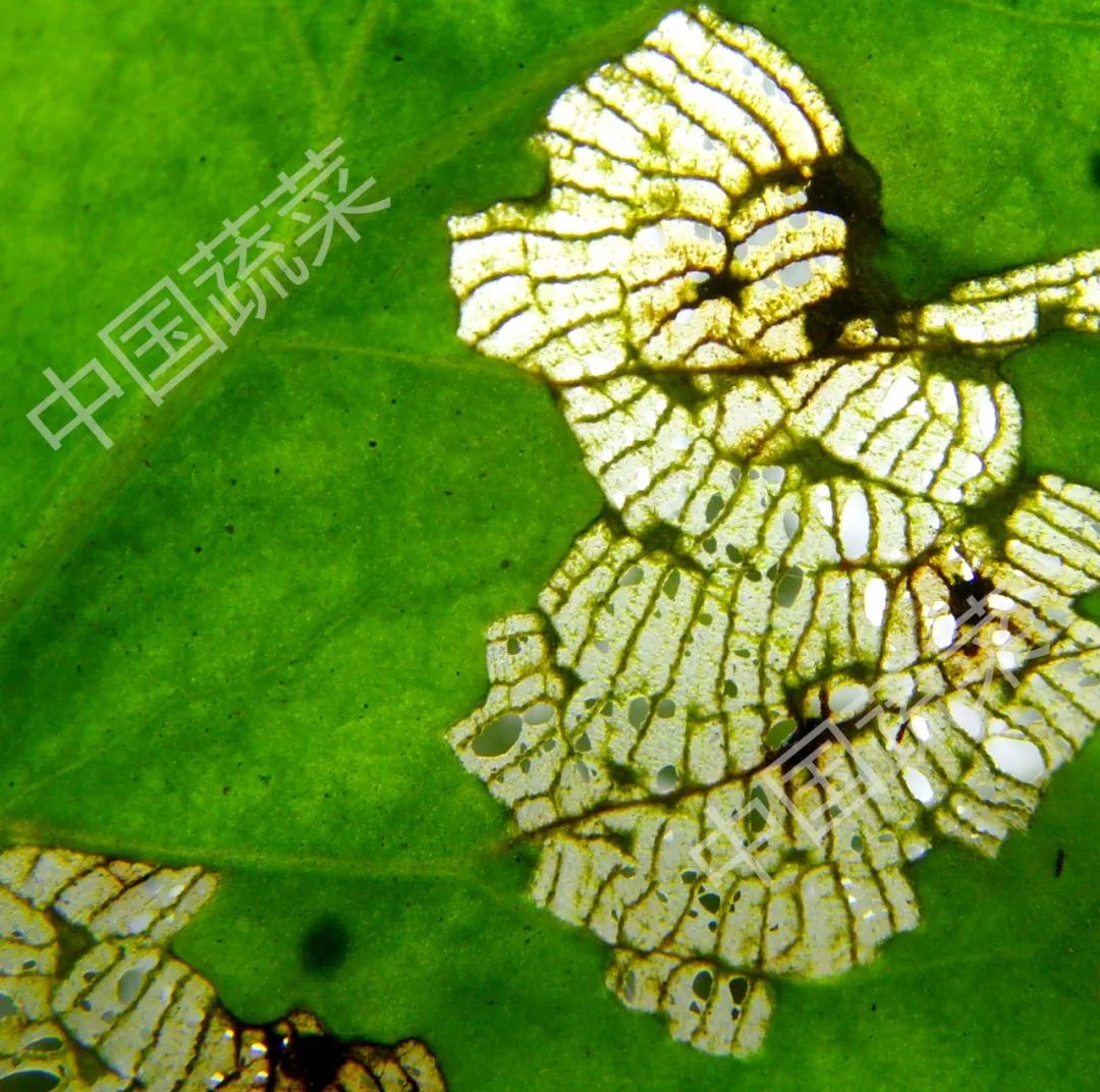 为什么马铃薯瓢虫只吃马铃薯,马铃薯瓢虫吃土豆吗