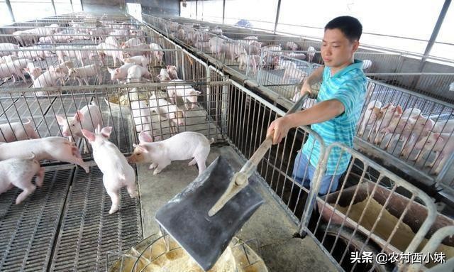 猪传染病的症状和治疗方法,猪传染病流行的基本环节有哪些