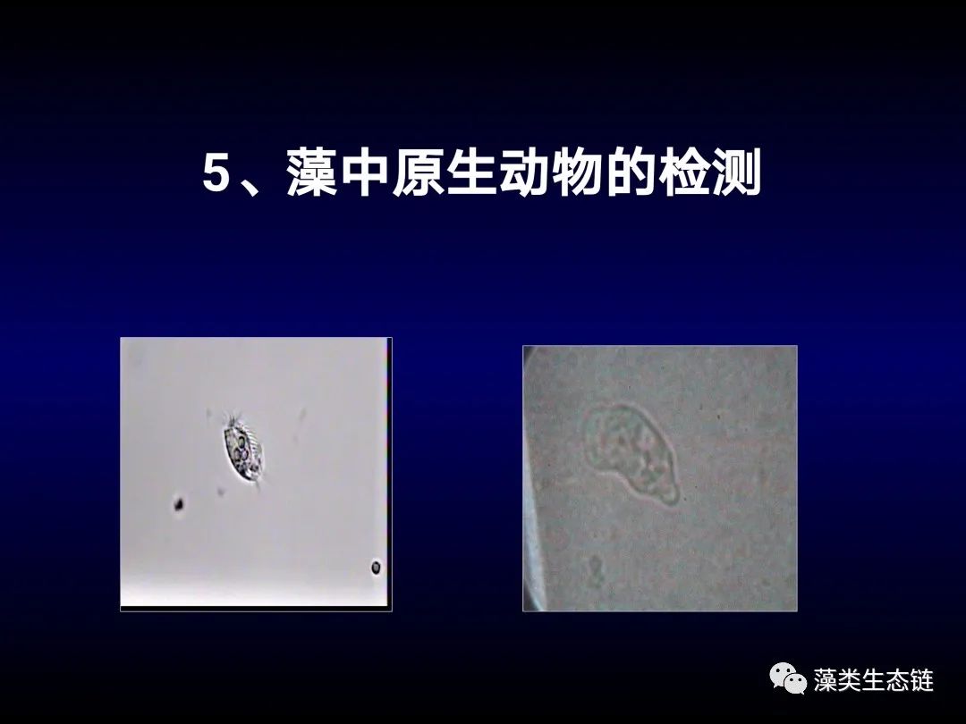 藻类培养课程视频教程,海南藻类生态链