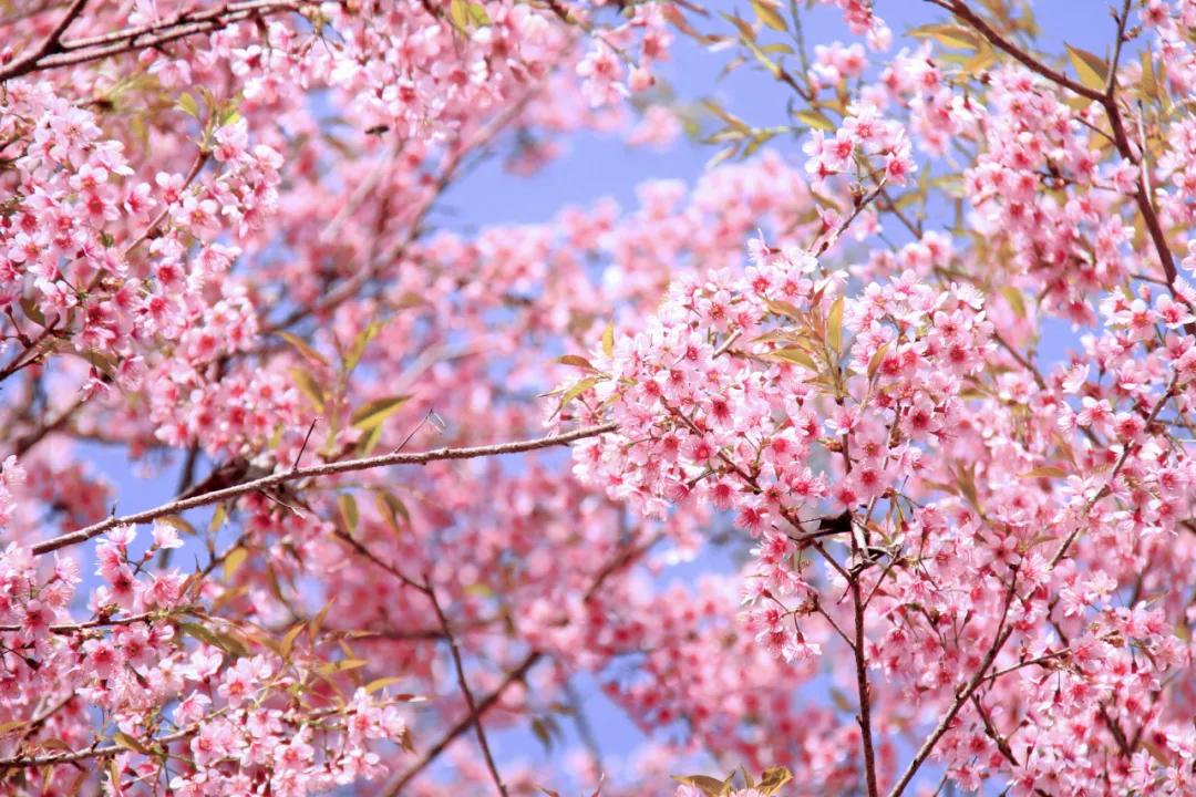 阳春三月·食花记