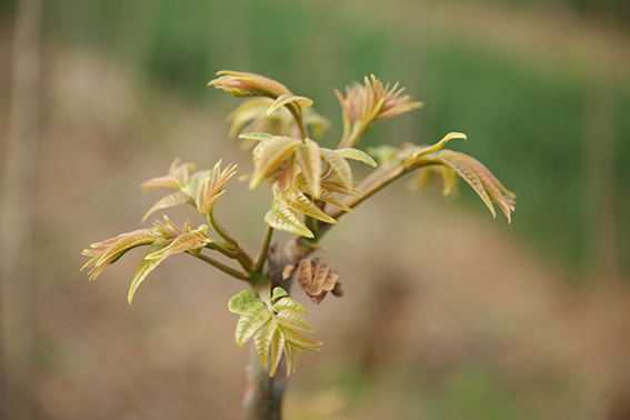关于香椿芽的诗句,香椿诗句名句
