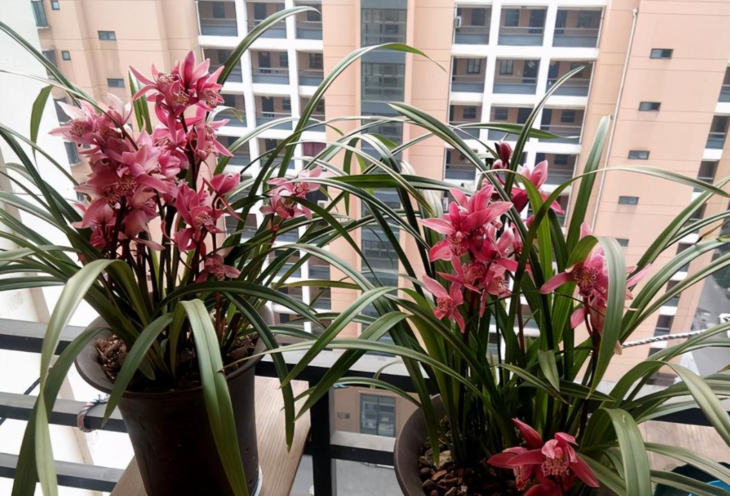 兰花十一月开花的是什么兰,11月开花的兰花一般是什么兰