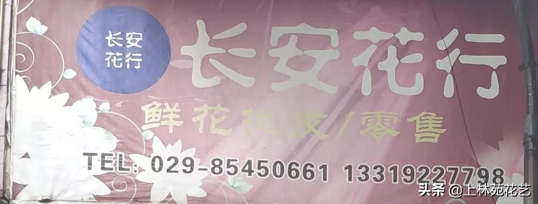 西安新年鲜花批发,西安鲜花店批发进货渠道