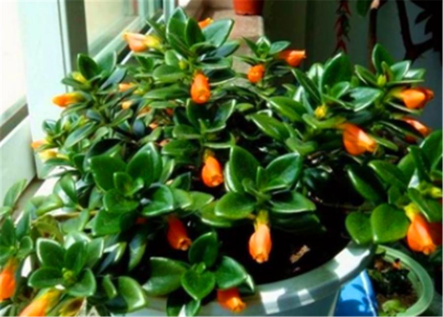 金鱼吊兰开花像小金鱼一样好看,金鱼吊兰夏季的养护方法