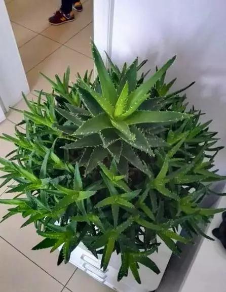 屋内养什么花最适合除甲醛,卧室客厅放什么植物吸收甲醛