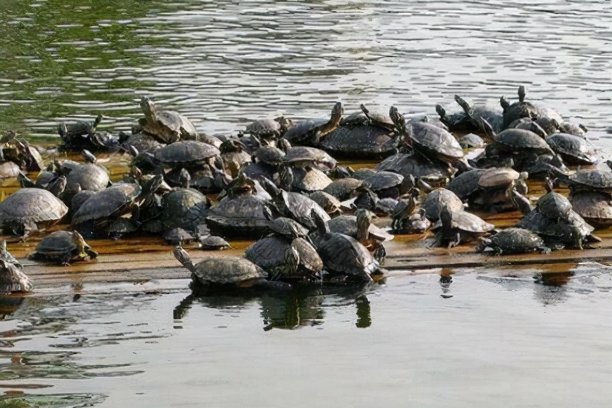 姚志刚养甲鱼,养甲鱼发家年赚一千万