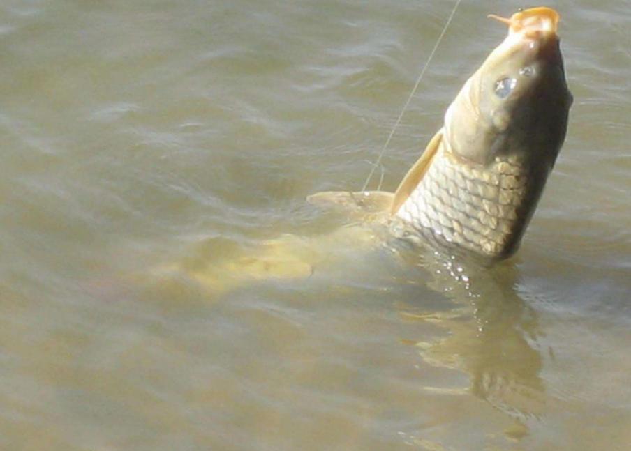 新手如何钓更多的鱼,新手怎么才能钓出好鱼