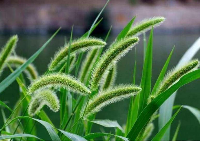 狗尾草到底是什么,狗尾草图解及用途