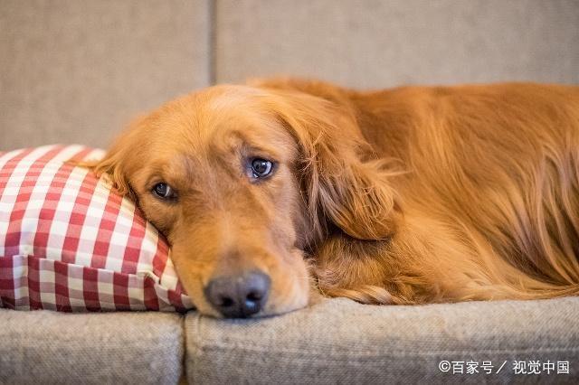 狗狗的种类图片,双鱼座狗狗性格特点