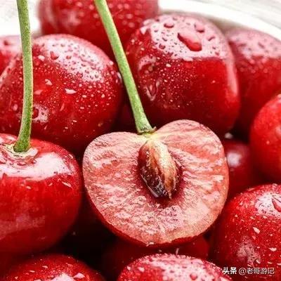 海阳小樱桃采摘季节,乳山市的大樱桃能摘吗