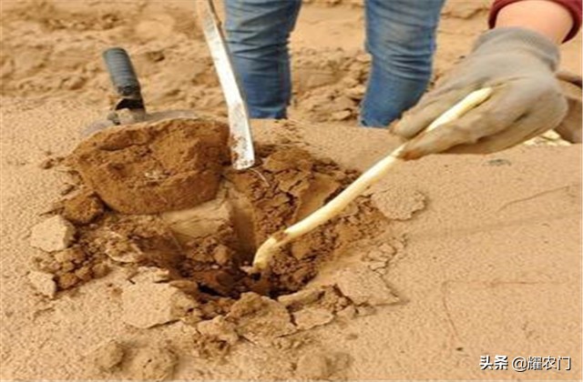 白芦笋种植产量,白芦笋最低产量