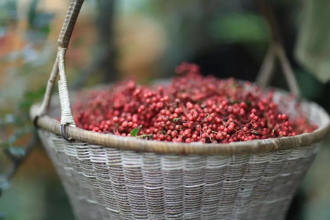 张宏文：汉源.西路花椒