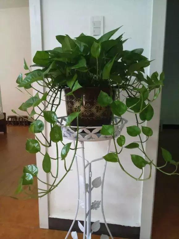 倒垃圾时捡一盆绿萝,被丢弃的一盆绿萝