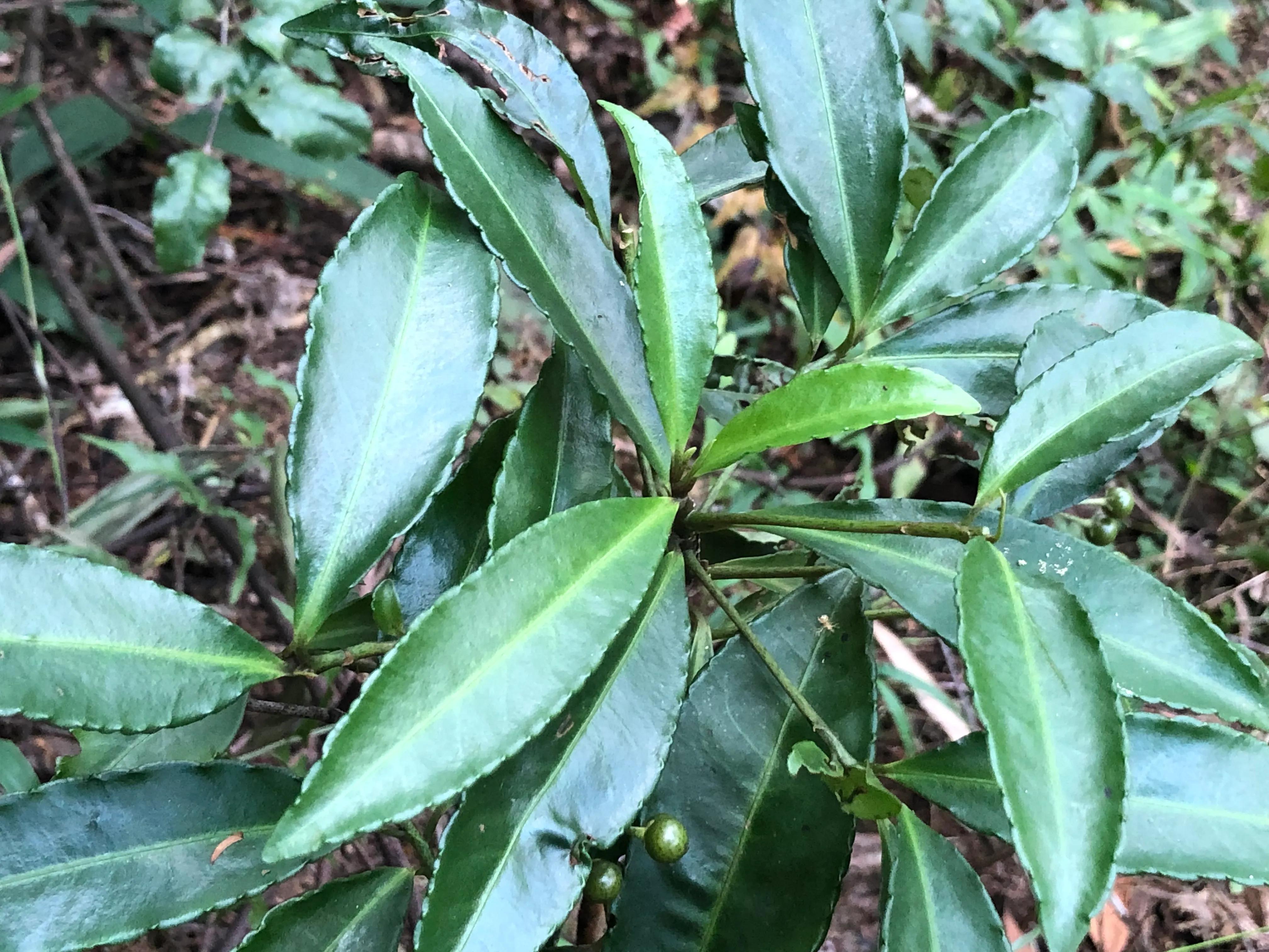 深山野岭野生植物,深山老林野菜植物