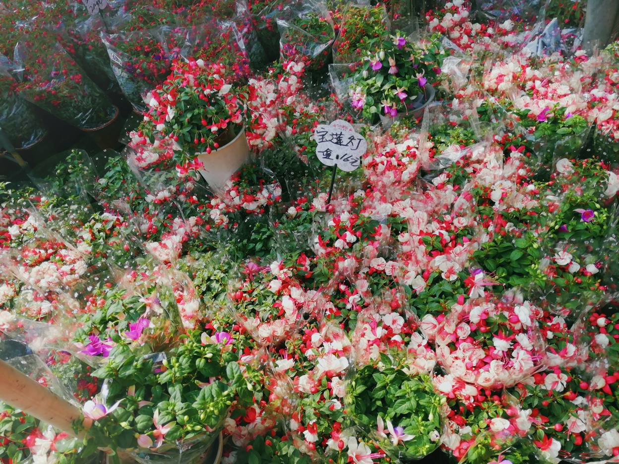 广州岭南花卉市场订花,广州岭南花卉市场攻略