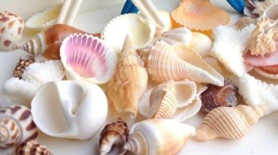 夏季带盆土的多肉买回家怎么养,夏天耐热露天最好养的多肉