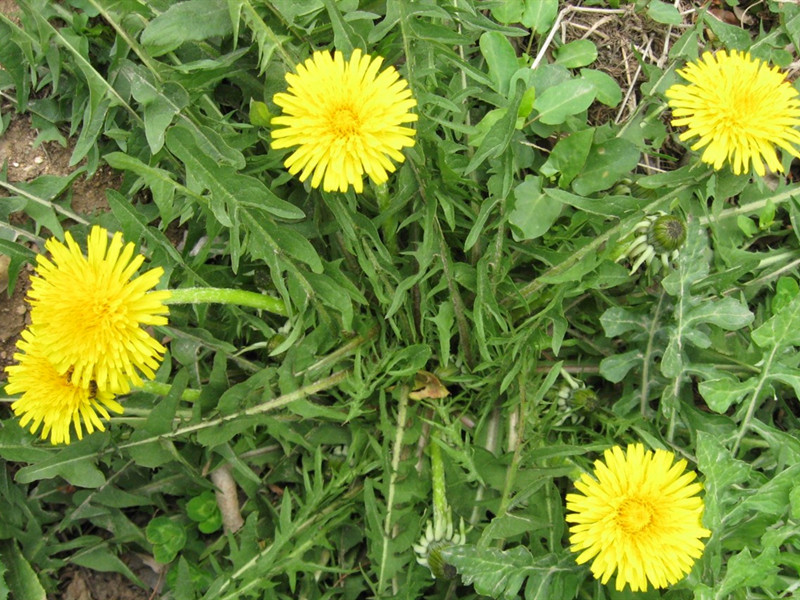 蒲公英种植技术详解农技学堂,露地蒲公英种植方法和时间