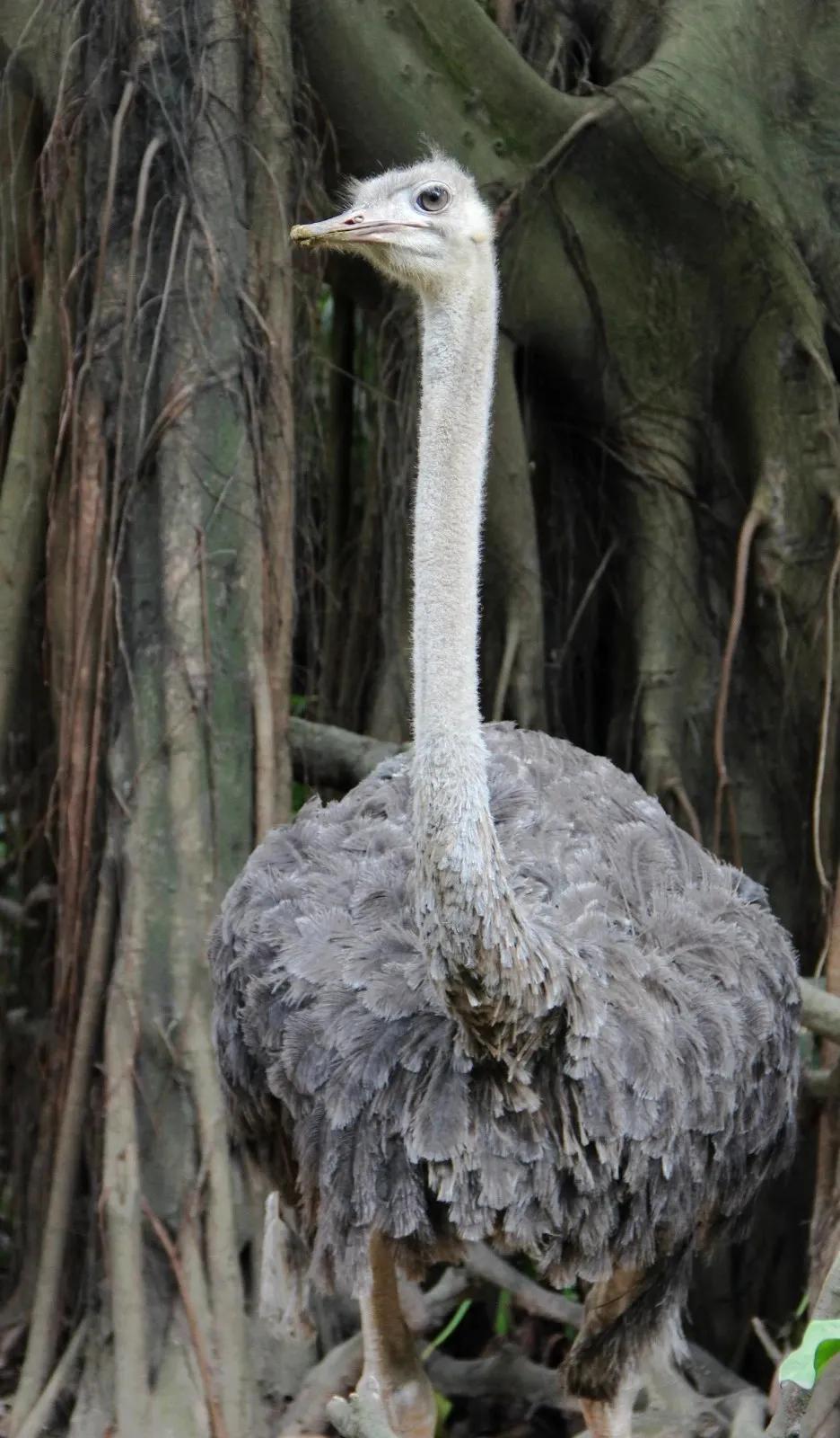 到长隆野生动物园坐地铁到哪站,广州长隆野生动物园玩一圈多久