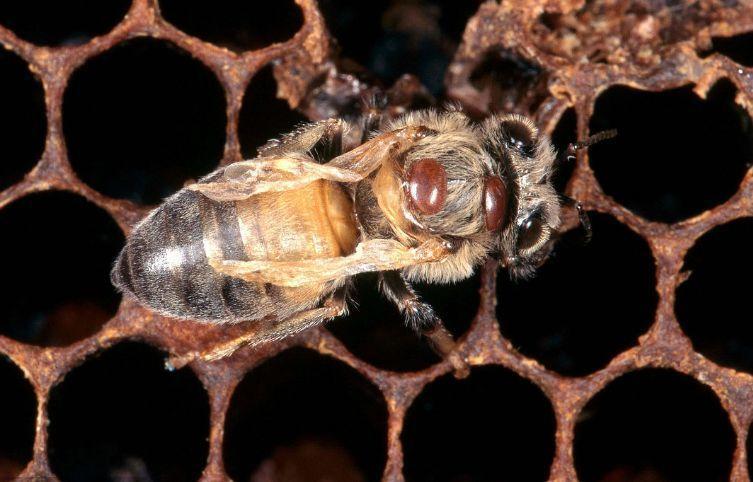 蜜蜂箱里有虫蜜蜂死掉怎么处理,蜜蜂在蜂箱成堆大量死亡如何处理