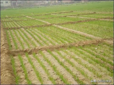 农村最缺什么商机,农村最缺的十种生意