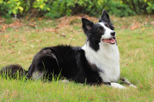 犬界中“体味最轻”的8种狗，很适合陪伴，有你家狗狗吗？